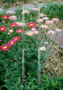 Picture of Tanacetum coccineum 