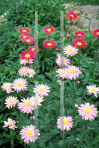 Picture of Tanacetum coccineum 'Painted Daisy'