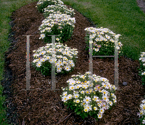 Picture of Dendranthema x grandiflorum 