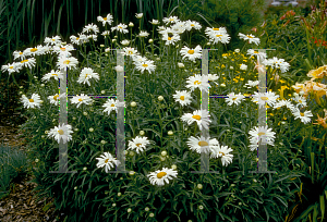 Picture of Leucanthemum x superbum 'Switzerland'