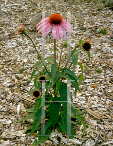 Picture of Echinacea purpurea 