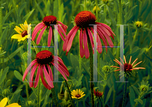 Picture of Echinacea purpurea 