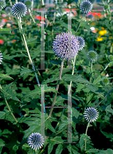 Picture of Echinops ritro 'Taplow Blue'