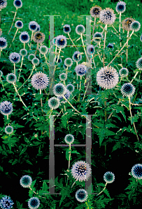 Picture of Echinops ritro 'Taplow Blue'