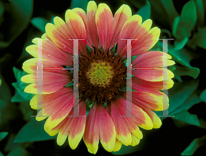 Picture of Gaillardia x grandiflora 