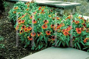 Picture of Gaillardia x grandiflora 'Goblin'