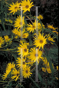 Picture of Helianthus maximilianii 