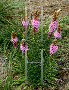 Picture of Liatris pycnostachya 