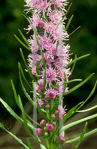 Picture of Liatris pycnostachya 