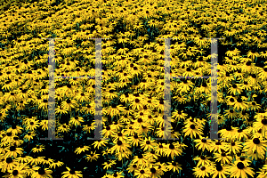 Picture of Rudbeckia fulgida var. sullivantii 'Goldsturm'