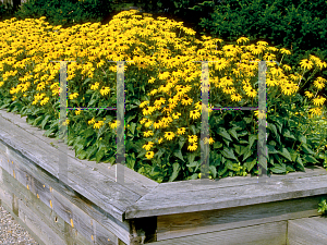 Picture of Rudbeckia fulgida var. sullivantii 'Goldsturm'