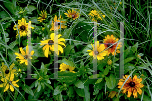 Picture of Rudbeckia hirta 'Becky'