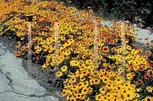 Picture of Rudbeckia hirta 