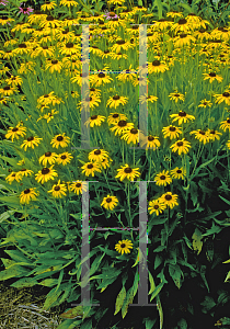 Picture of Rudbeckia fulgida var. speciosa 'Newmanii'