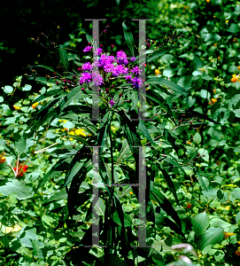 Picture of Vernonia noveboracensis 