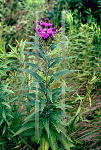 Picture of Vernonia noveboracensis 