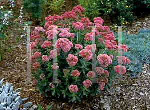 Picture of Hylotelephium (z)(Herbstfreude Group) 'Autumn Joy'