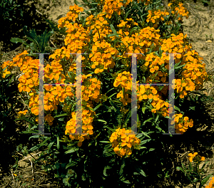 Picture of Erysimum cheiri 