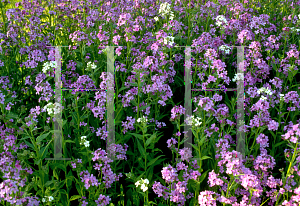 Picture of Hesperis matronalis 