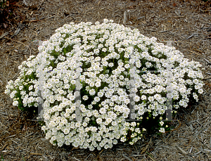 Picture of Iberis sempervirens 
