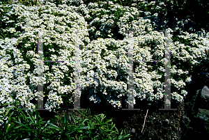 Picture of Lobularia maritima 