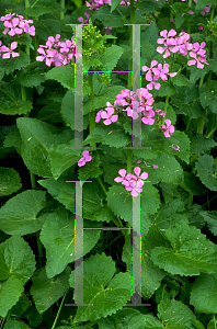 Picture of Lunaria annua 'Honesty'