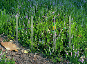 Picture of Calluna vulgaris 'Cuprea'