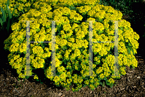 Picture of Euphorbia polychroma 