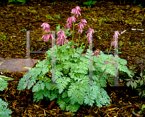 Picture of Dicentra formosa 'Luxuriant'