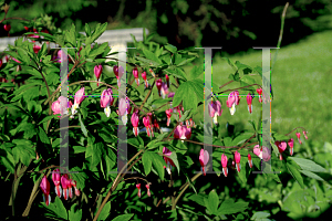 Picture of Lamprocapnos spectabilis 