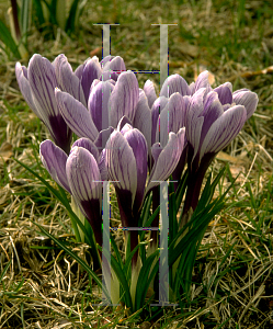 Picture of Crocus x hybridus 