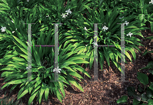 Picture of Iris cristata 'Alba'