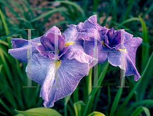 Picture of Iris ensata 