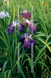 Picture of Iris ensata 