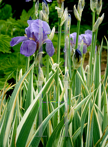 Picture of Iris pallida 'Alba-variegata'