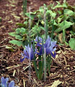 Picture of Iris reticulata 