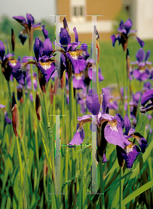 Picture of Iris sibirica 'Caesar's Brother'