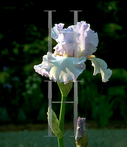 Picture of Iris germanica 'Vanitie'