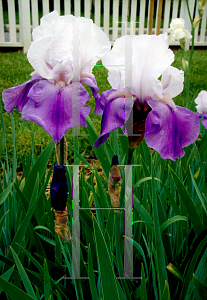 Picture of Iris germanica 