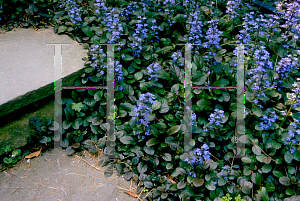 Picture of Ajuga reptans 'Atropurpurea'