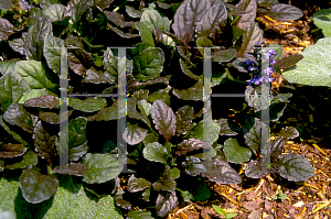 Picture of Ajuga reptans 'Bronze Beauty'