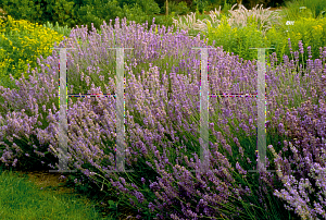 Picture of Lavandula angustifolia 