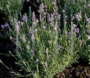 Picture of Lavandula angustifolia 'Lady'