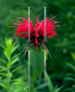 Picture of Monarda didyma 