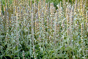 Picture of Stachys byzantina 