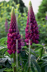 Picture of Lupinus polyphyllus 'Russell Hybrid'