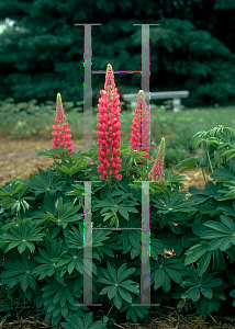 Picture of Lupinus polyphyllus 
