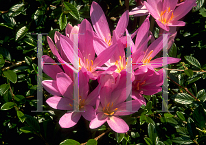 Picture of Colchicum autumnale 