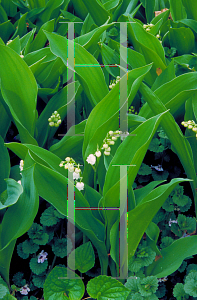 Picture of Convallaria majalis 