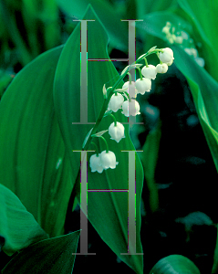 Picture of Convallaria majalis 